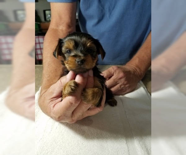 Medium Photo #3 Yorkshire Terrier Puppy For Sale in YOUNGSTOWN, FL, USA