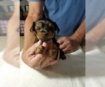 Small Photo #3 Yorkshire Terrier Puppy For Sale in YOUNGSTOWN, FL, USA