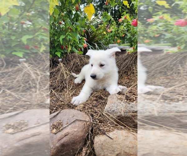 Medium Photo #2 German Shepherd Dog Puppy For Sale in GREENWOOD, WI, USA
