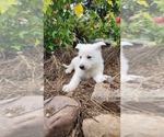 Small #1 German Shepherd Dog