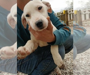 Mutt Dogs for adoption in Hillsboro, NH, USA