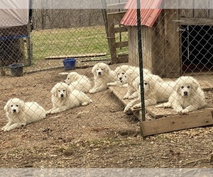 Great Pyrenees Dogs for adoption in WHITE BLUFF, TN, USA