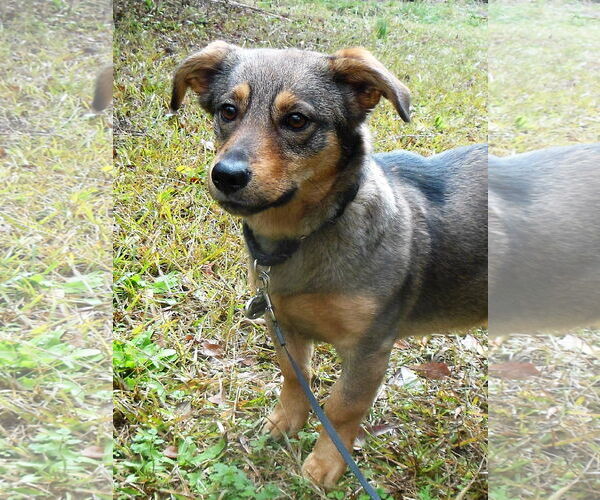 Medium Photo #5 German Shepherd Dog-Pembroke Welsh Corgi Mix Puppy For Sale in Newnan, GA, USA