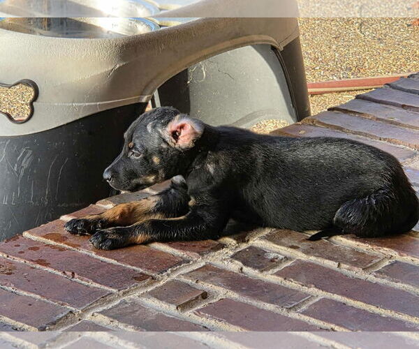 Medium Photo #3 Chipin Puppy For Sale in Dallas, TX, USA