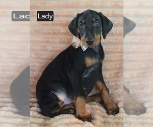 Doberman Pinscher Puppy for sale in ALBANY, OH, USA