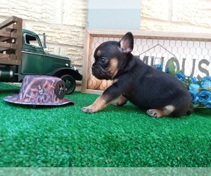French Bulldog Puppy for sale in CARTHAGE, TX, USA