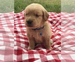 Small Photo #11 Golden Retriever Puppy For Sale in BOWLING GREEN, KY, USA
