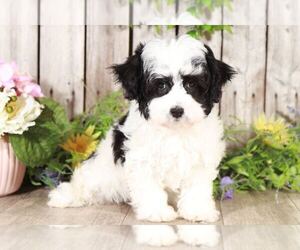 Havanese Puppy for sale in MOUNT VERNON, OH, USA