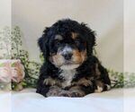 Small Photo #5 Bernedoodle (Miniature) Puppy For Sale in NARVON, PA, USA