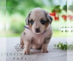 Small Miniature Australian Shepherd
