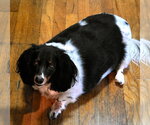 Small Photo #2 Dachshund-Unknown Mix Puppy For Sale in Springdale, PA, USA