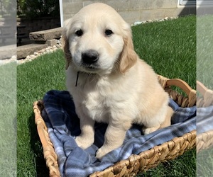 Golden Retriever Puppy for sale in GREENWD, IN, USA