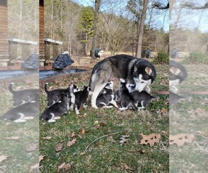 Mother of the Siberian Husky puppies born on 01/20/2023