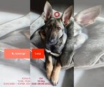 Small #4 German Shepherd Dog Mix