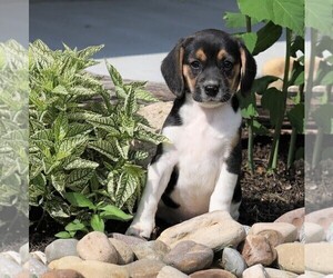 Beagle Puppy for sale in FREDERICKSBG, OH, USA