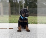 Small #2 Doberman Pinscher