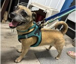 Small Pug Mix