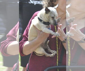 Chihuahua-Unknown Mix Dogs for adoption in San Francisco, CA, USA