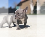 Small #5 French Bulldog