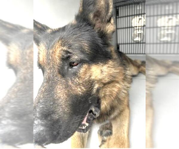 Medium Photo #1 German Shepherd Dog Puppy For Sale in Houston, TX, USA