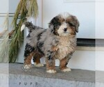 Small #1 Bernedoodle (Miniature)