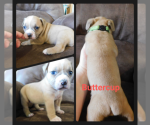 Olde English Bulldogge Puppy for sale in WHEELER, MI, USA