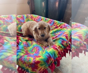 Golden Retriever Dog for Adoption in LANCASTER, Pennsylvania USA