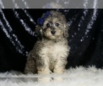 Small #6 Poodle (Miniature)