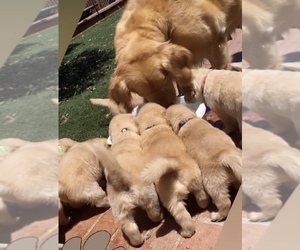 Golden Retriever Puppy for sale in ROCKLIN, CA, USA