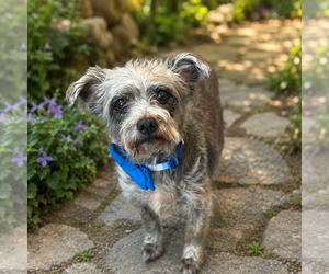 Miniature Schnauzer-Unknown Mix Dogs for adoption in Phoenix, AZ, USA