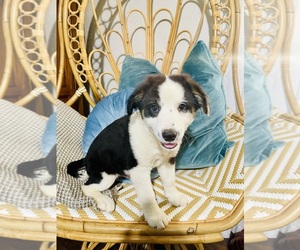 German Shepherd Dog-Miniature Australian Shepherd Mix Dog for Adoption in MANSFIELD, Texas USA