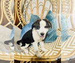 Image preview for Ad Listing. Nickname: Pumbaa