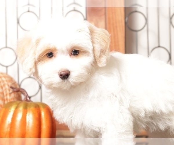 Medium Photo #4 Maltipoo (Miniature) Puppy For Sale in NAPLES, FL, USA