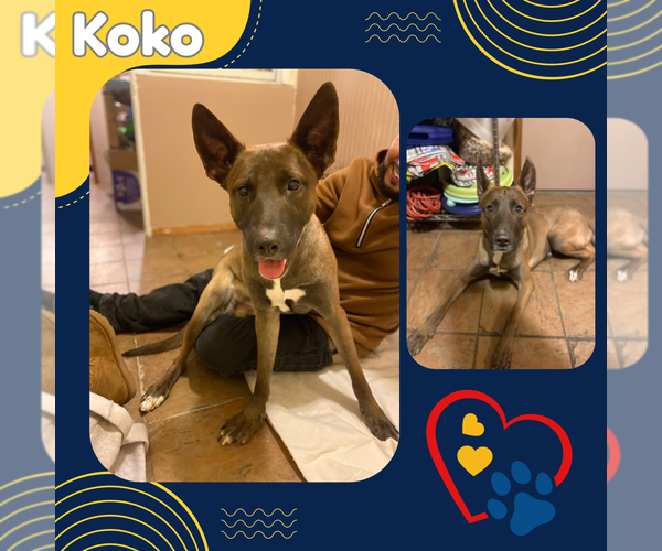 Medium Photo #2 German Shepherd Dog-Unknown Mix Puppy For Sale in Bronx, NY, USA