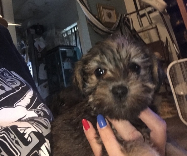 Medium Photo #1 YorkiePoo-Yorkshire Terrier Mix Puppy For Sale in CYPRESS MILL, TX, USA