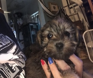 YorkiePoo-Yorkshire Terrier Mix Puppy for sale in CYPRESS MILL, TX, USA