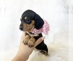 Small #6 Dachshund