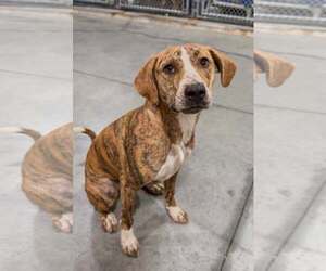 Mountain Cur-Unknown Mix Dogs for adoption in Crystal, MN, USA
