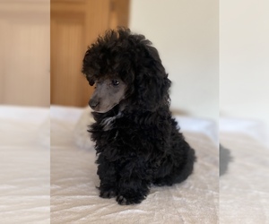 Poodle (Toy) Puppy for sale in FORT MORGAN, CO, USA
