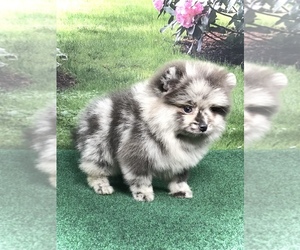 Pomeranian Puppy for sale in IUKA, MS, USA