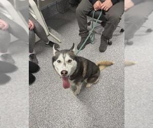 Siberian Husky Dogs for adoption in Westminster, MD, USA