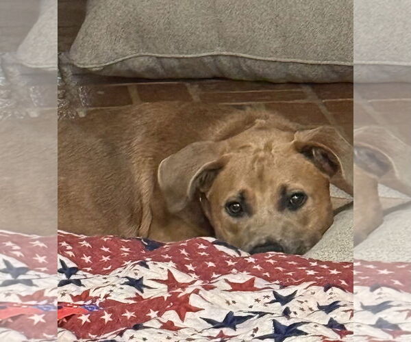 Medium Photo #5 Black Mouth Cur-Unknown Mix Puppy For Sale in Mobile, AL, USA