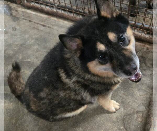 Medium Photo #2 Mutt Puppy For Sale in Jackson, MS, USA