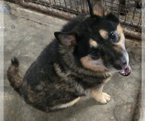 Ruby - Female Mutt Dog for Adoption - Photo #2