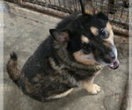 Small #1 Mutt
