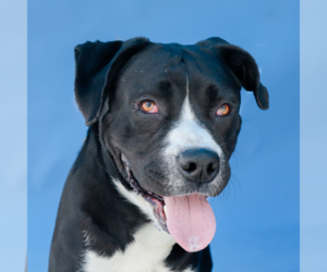 Retriever -Unknown Mix Dogs for adoption in Pasadena, CA, USA