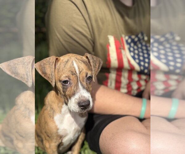 Medium Photo #1 Beagle-Unknown Mix Puppy For Sale in Sanford, FL, USA