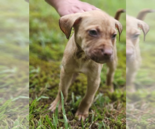 Medium Photo #1 Mutt Puppy For Sale in Sheboygan, WI, USA