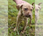 Small Mutt