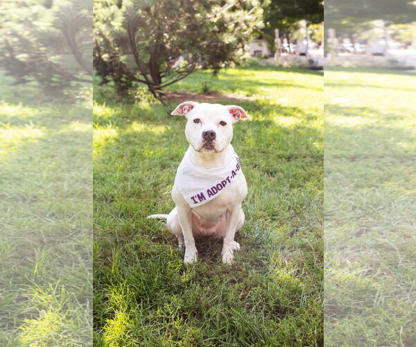 Medium Photo #5 Mutt Puppy For Sale in Crete, IL, USA